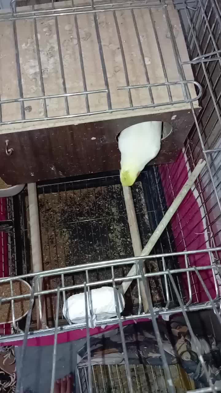 عروس هلندی مولد|پرنده|اصفهان, شاهد|دیوار