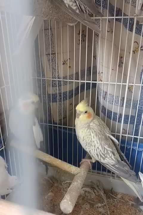 عروس هلندی|پرنده|سیرجان, |دیوار