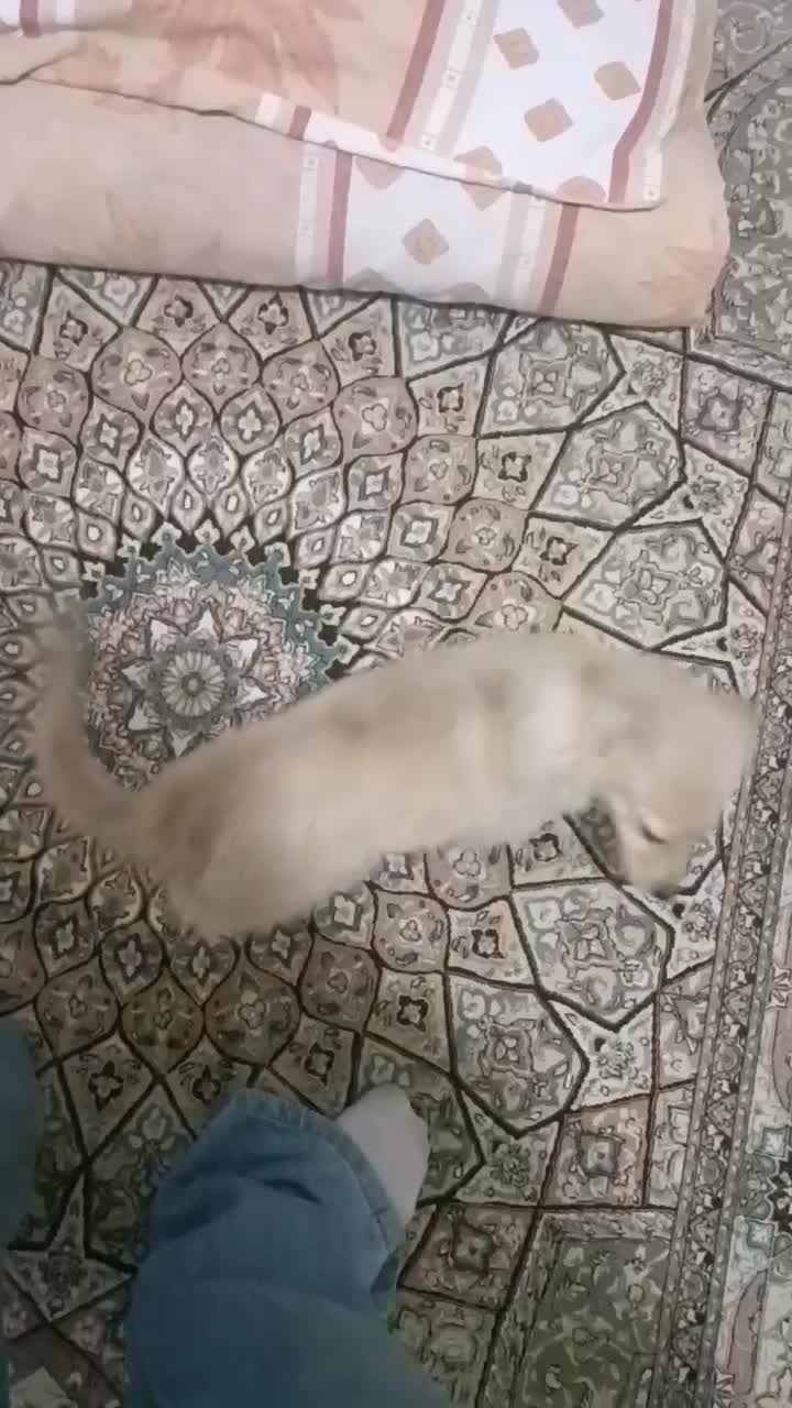 توله پامر اشپیتز چهار ماهه|سگ|صدرا-فارس, فاز ۱|دیوار