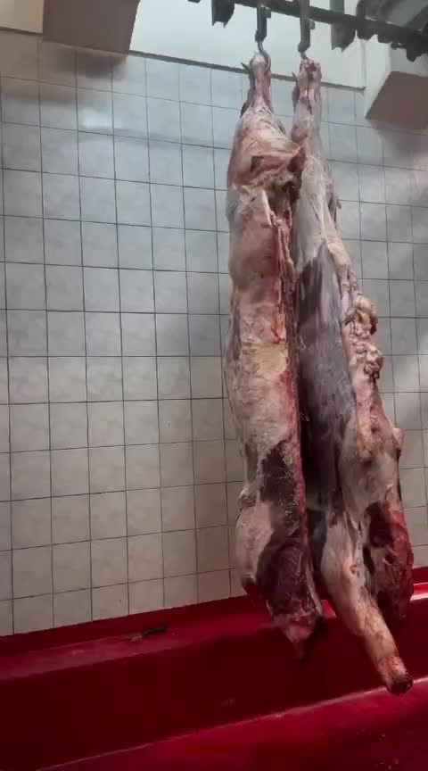 گوشت گوساله،گوسفند،لاشه،تیکه‌ای چرخ کرده و دنبه|خوردنی و آشامیدنی|اصفهان, عسگریه|دیوار