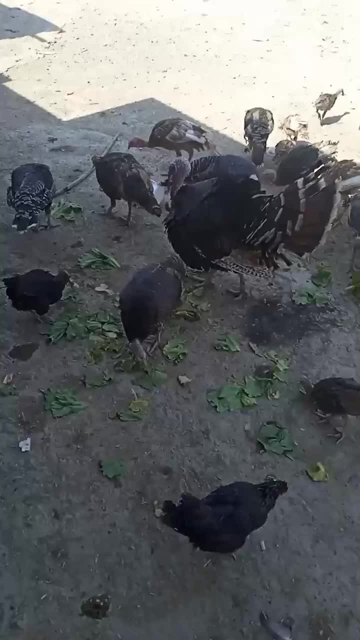 بوقلمون های جوان|حیوانات مزرعه|اصفهان, جلوان|دیوار