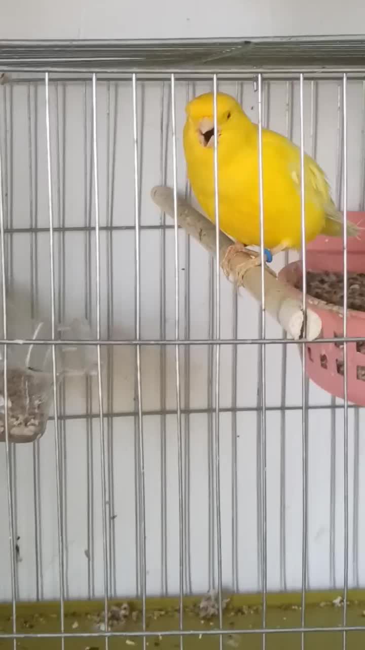 قناری یلو و سبز.|پرنده|بندرعباس, |دیوار