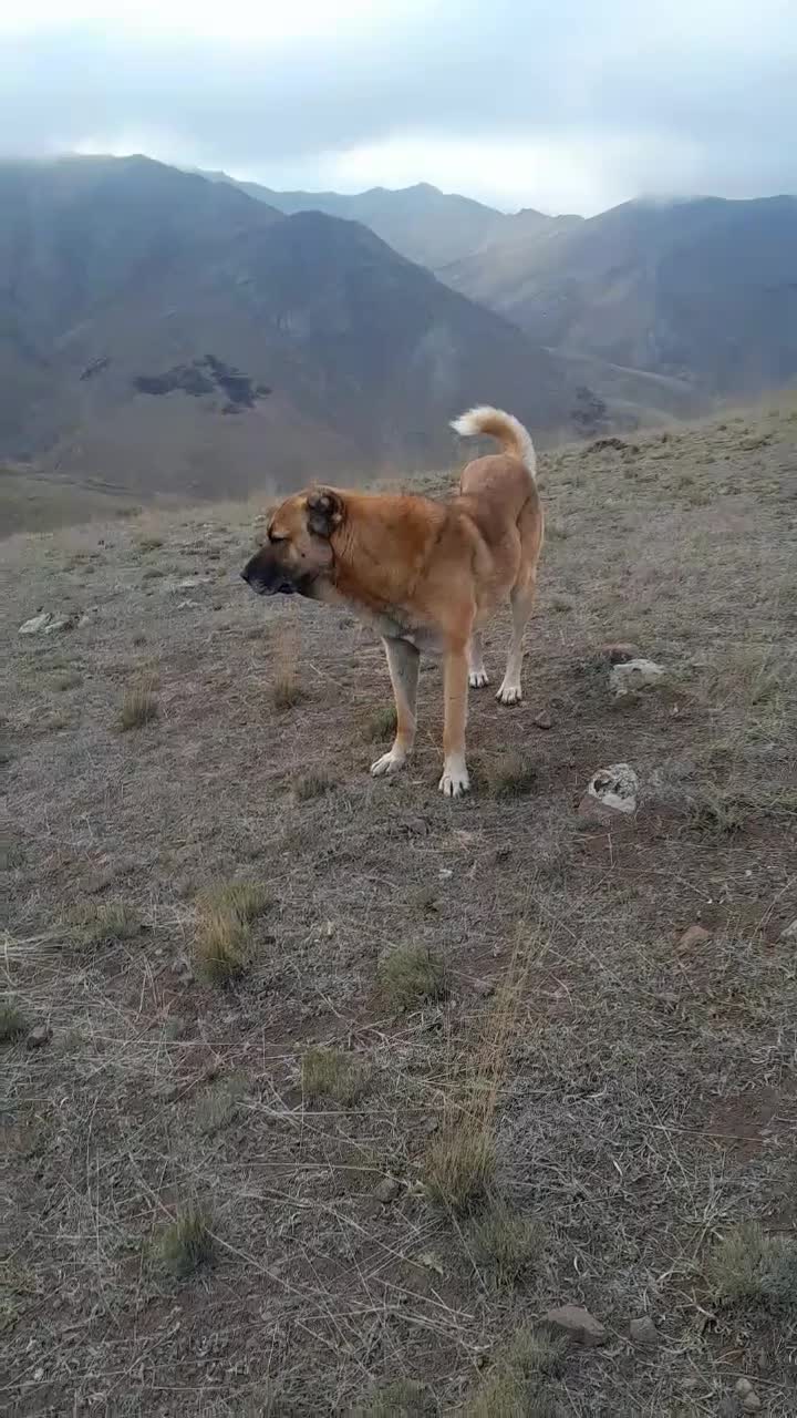 سگ گم شده|سگ|پارسآباد, |دیوار