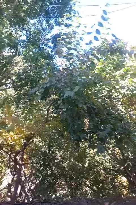 زمین کشاورزی|فروش دفتر صنعتی، کشاورزی، تجاری|سامان, |دیوار