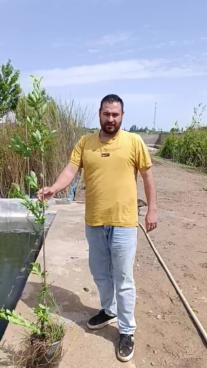 نهال های گلابی زرد سبز قرمز گلدانی آماده کاشت|خدمات باغبانی و درختکاری|یزد, |دیوار