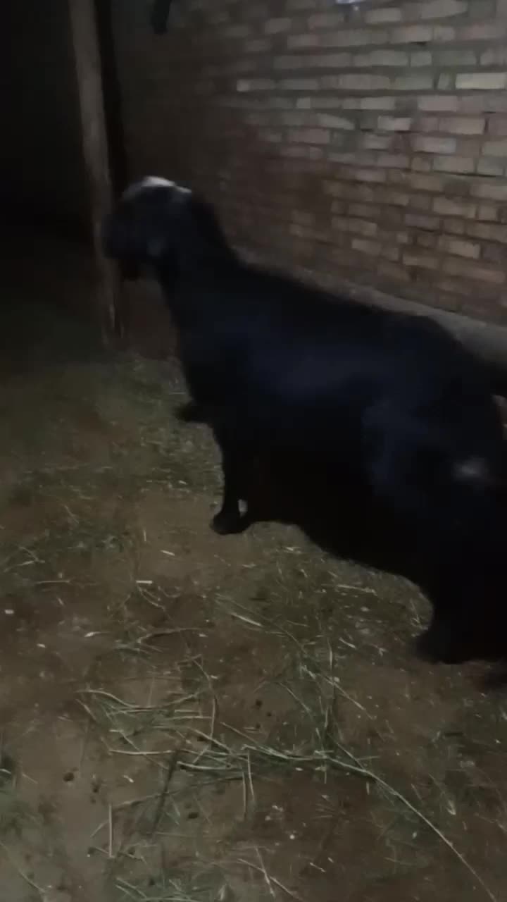 سه عدد قوچ قره قزیل افشای اصل|حیوانات مزرعه|اهر, |دیوار