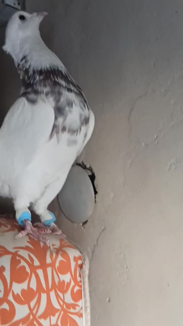 کبوتر طوقی وکله زرد|پرنده|بیرجند, |دیوار