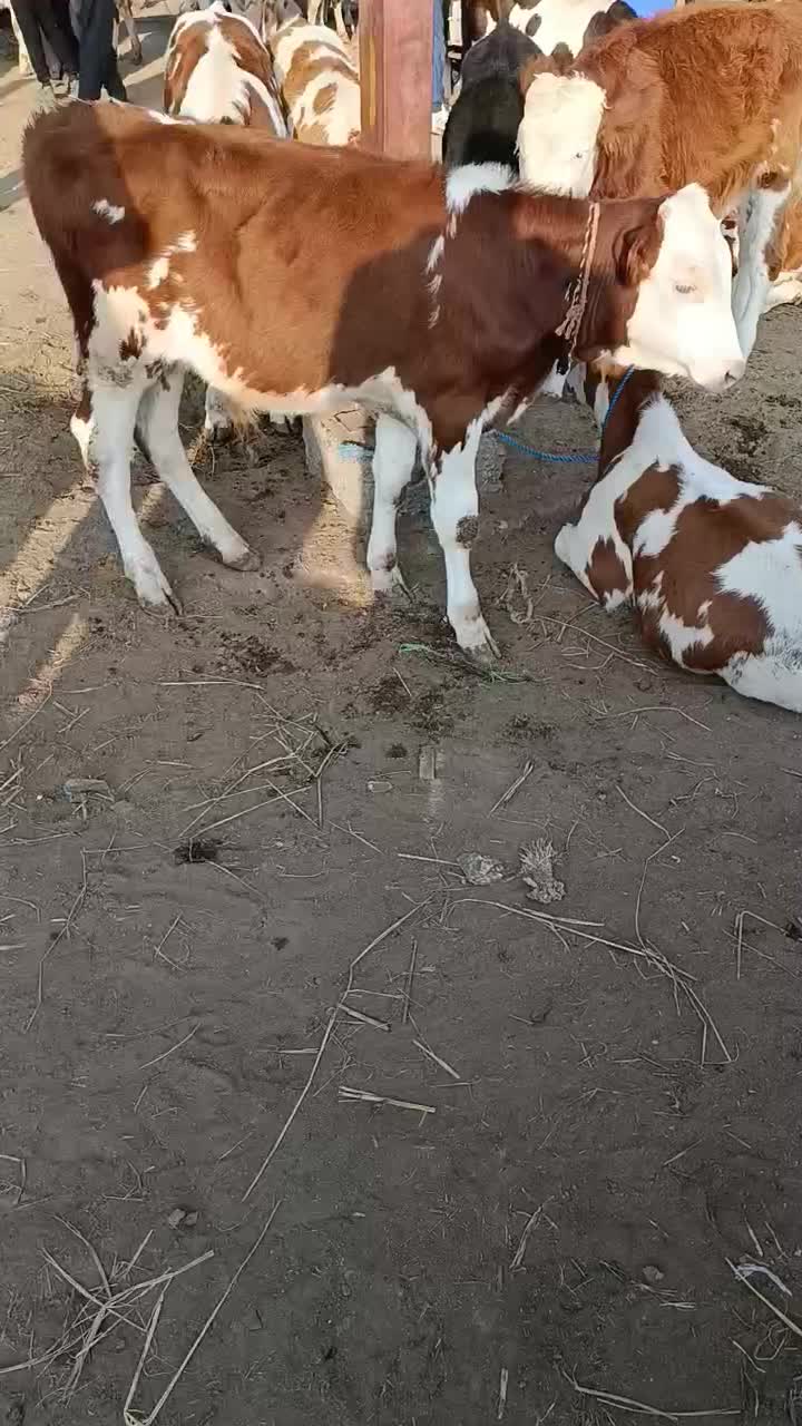 فروش سیمنتال|حیوانات مزرعه|سیمین شهر, |دیوار