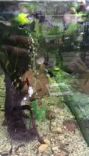 آکواریوم ۲ متری با شیشه سکوریت|ماهی|تربتحیدریه, فردوسی جنوبی|دیوار