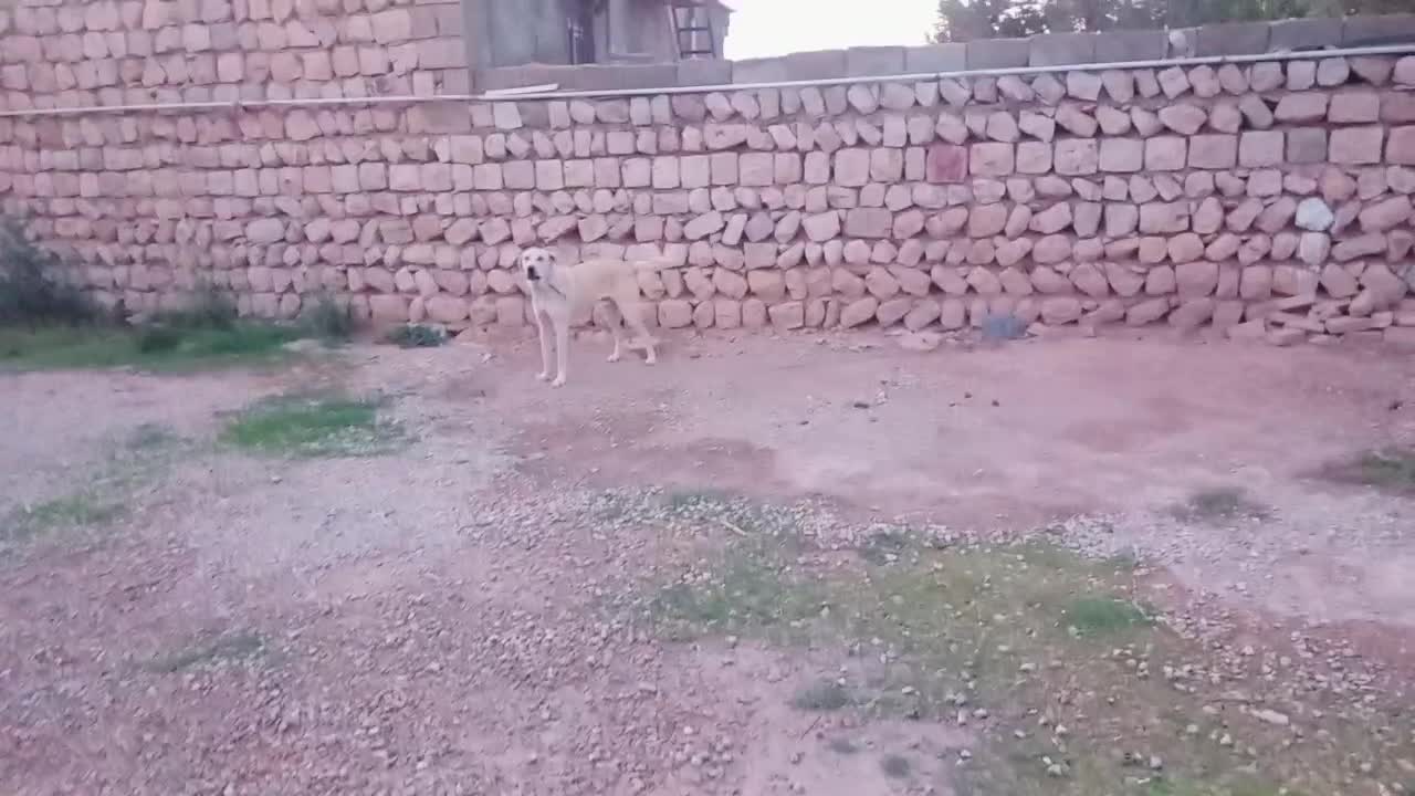 واگذاری سگ پژدر دهن پاک کشیده بگیر و با وفا|سگ|گیلان غرب, |دیوار