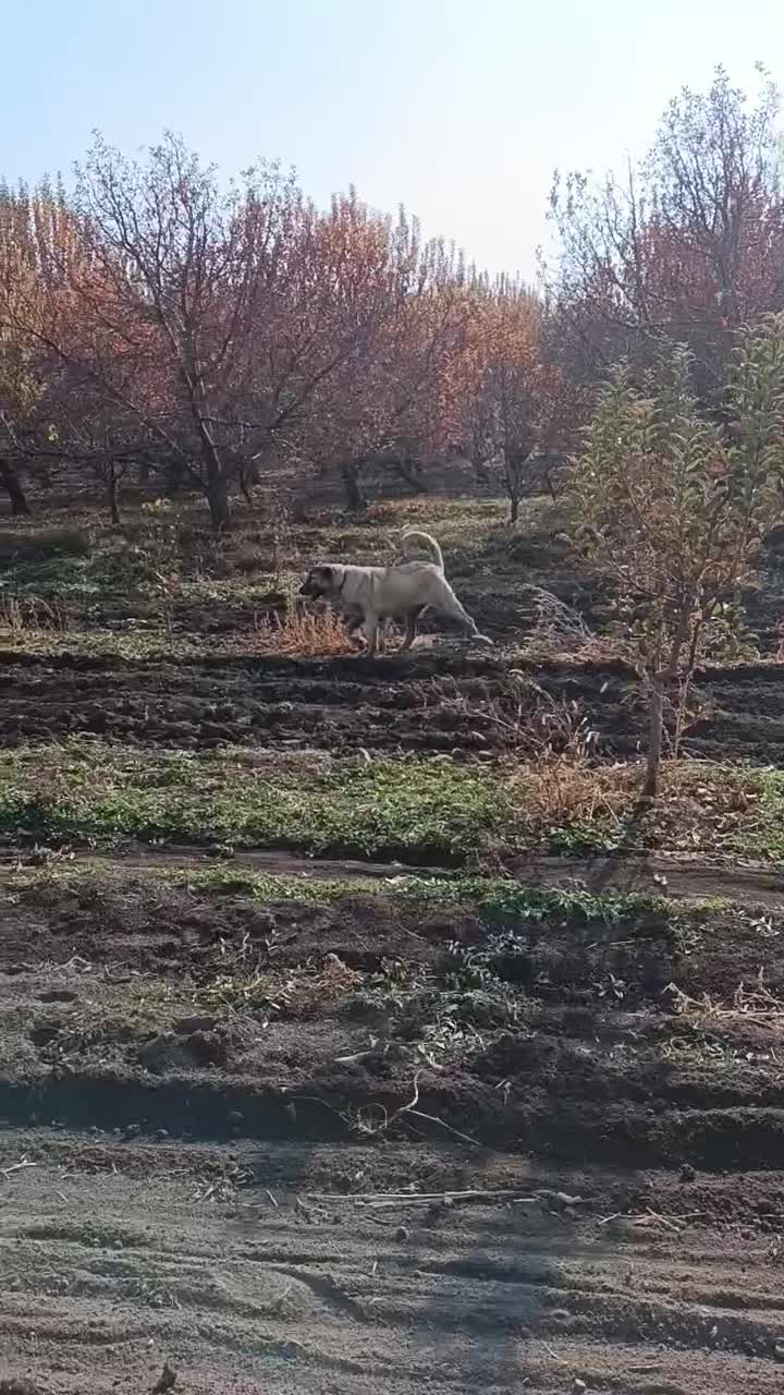 سگ گمشده|سگ|ارومیه, |دیوار