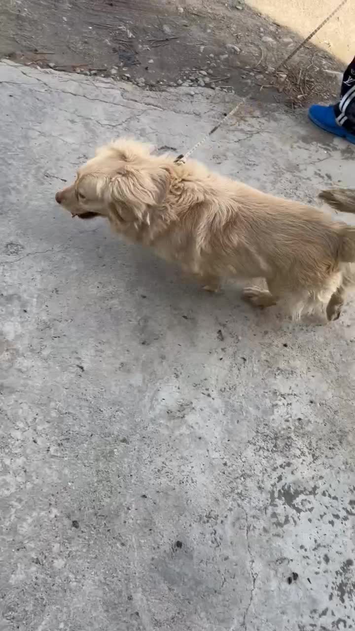 سگ .|سگ|قرچک, مهدیه|دیوار