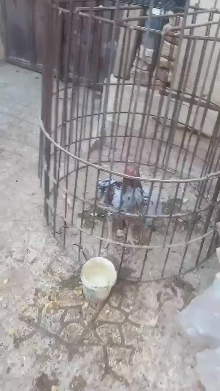 فروشی|حراج|ساوه, |دیوار