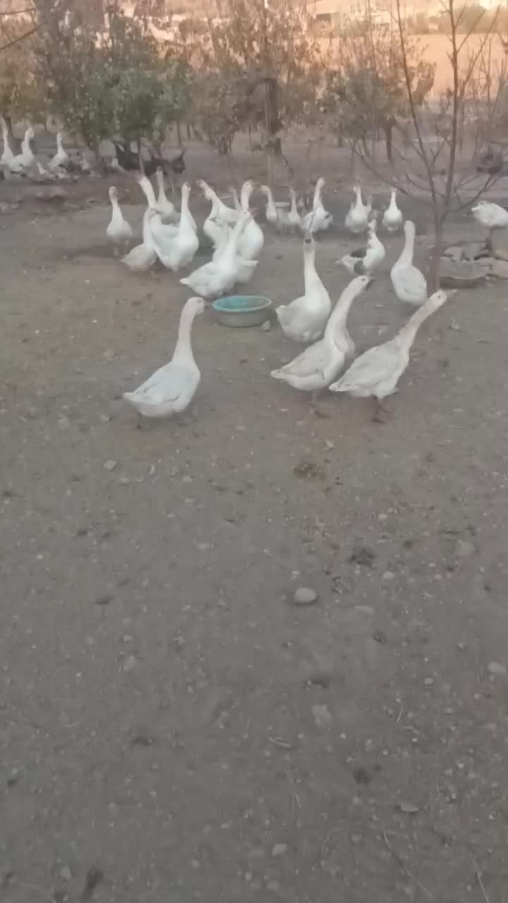 غاز چینی|حیوانات مزرعه|بانه, |دیوار