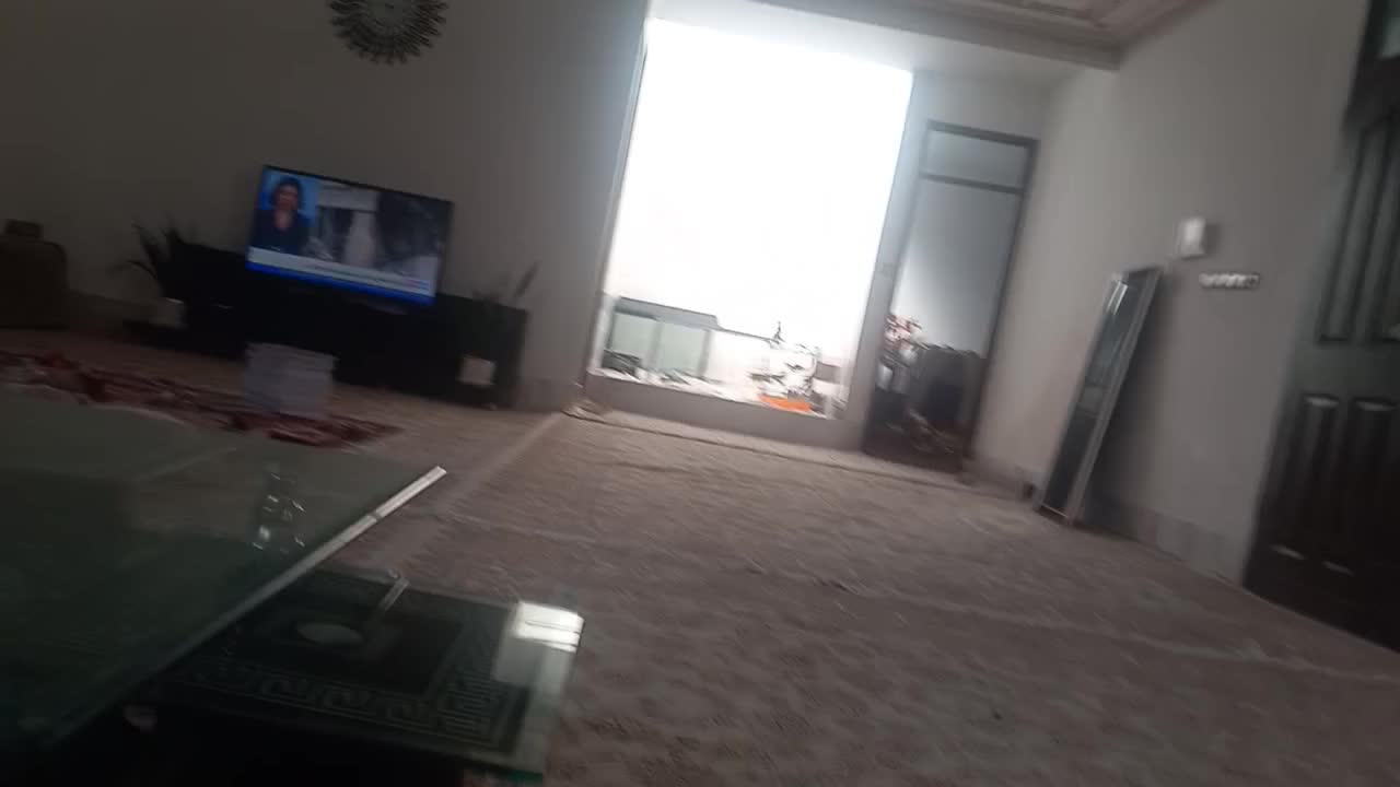 عروس هلندی مولد سخنگو|پرنده|دهگلان, |دیوار