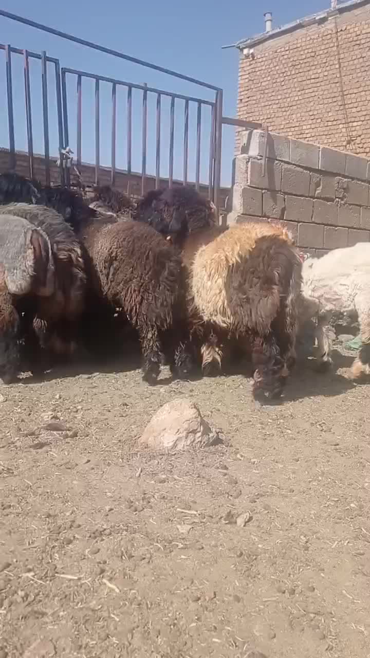 بره ماده میش قوچ بز|حیوانات مزرعه|کوهرنگ, |دیوار