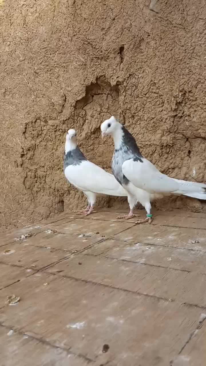 کبوتر طوقی|پرنده|بوئین زهرا, |دیوار