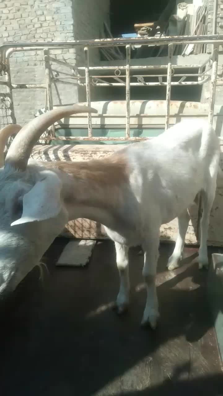 فروش بز دورگ سانا جوان وشیرا|حیوانات مزرعه|یزد, |دیوار