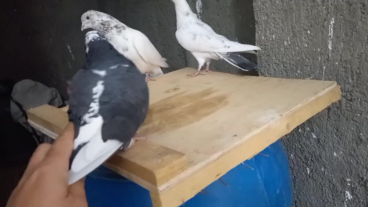 کبوترپرشی|پرنده|سلطانیه, |دیوار