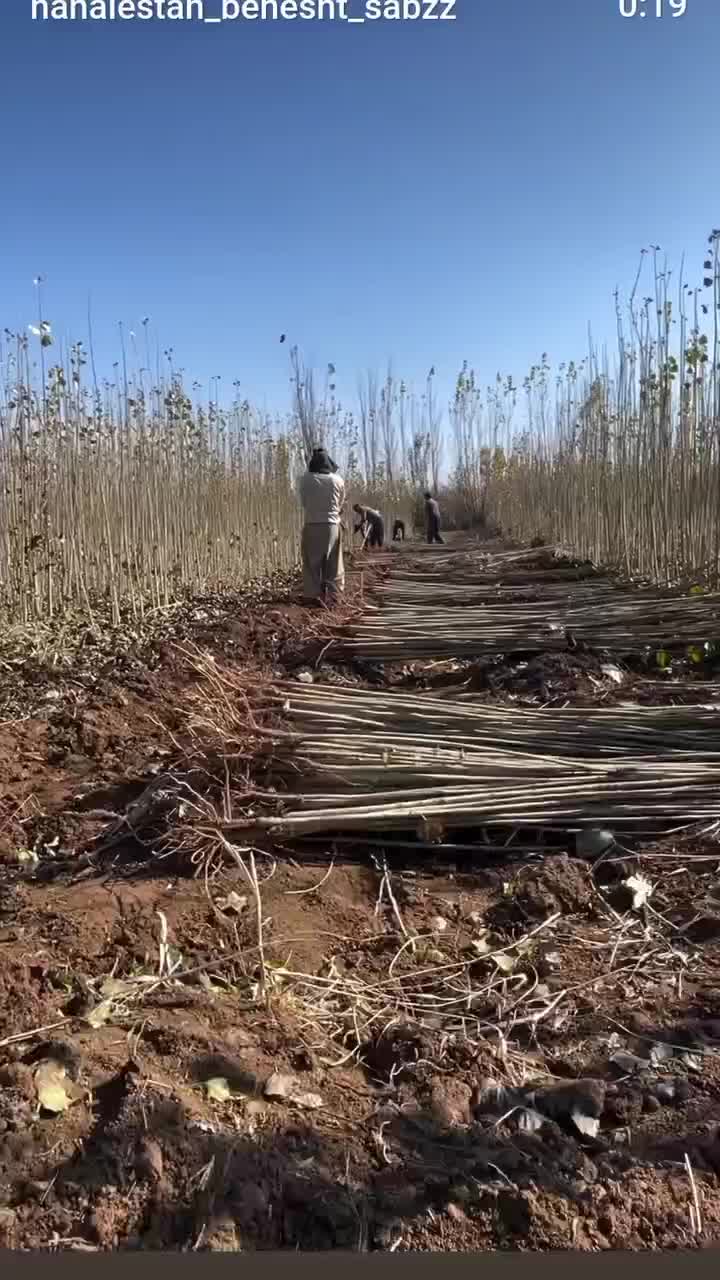 فروش انواع ارقام نهال های مثمروغیرمثمر|خدمات باغبانی و درختکاری|ارومیه, |دیوار