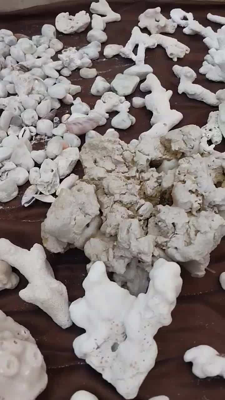 سنگ آکواریوم. ماهی|ماهی|شیروان (خراسان), |دیوار