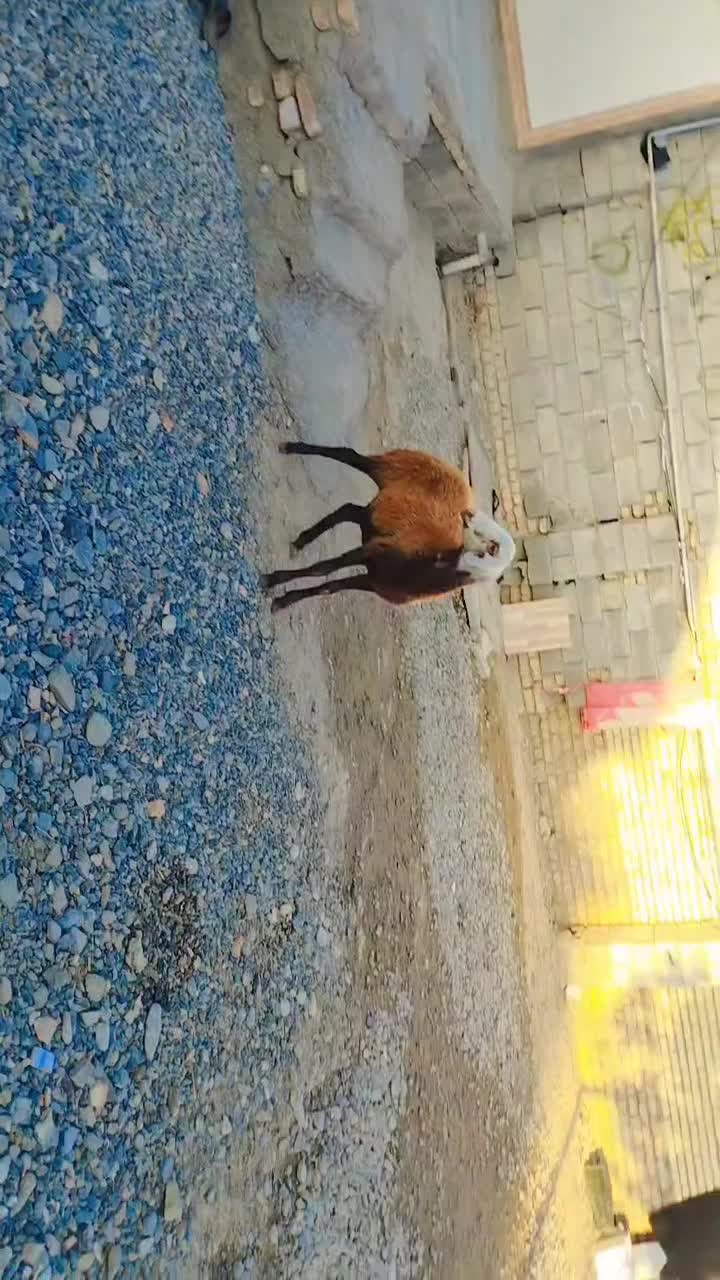 تقلی داشتی|حیوانات مزرعه|انبارآلوم, |دیوار