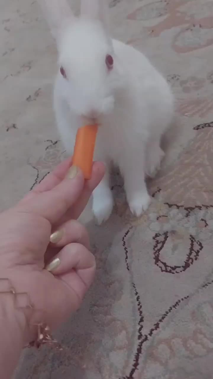 خرگوش ناز بازیگوش|موش و خرگوش|رشت, حسین آباد|دیوار