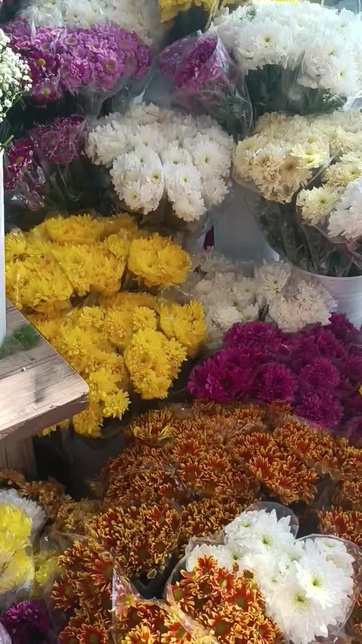 سلام به کوهدشتی های عزیز رز جاودان رسید|گل و گیاه طبیعی|کوهدشت, |دیوار