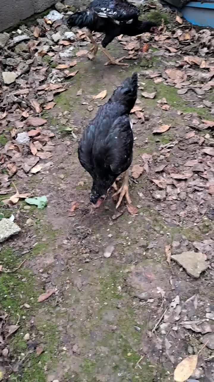 مرغ وخروس لاری مشکی|حیوانات مزرعه|رشت, سلیمانداراب|دیوار