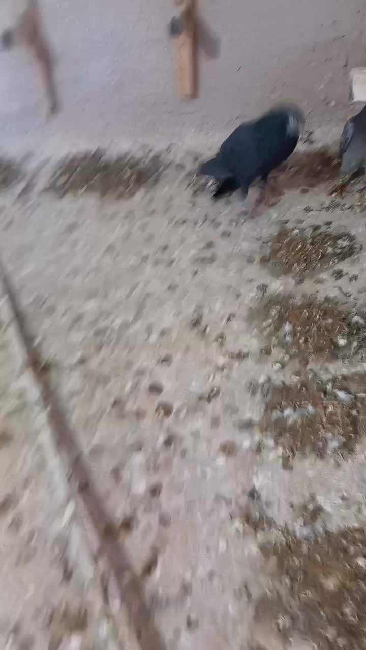 کبوتر|پرنده|شیروان (خراسان), |دیوار