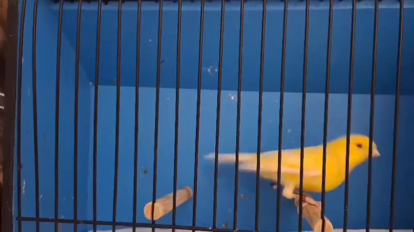 فروش تعدادی قناری رنگی اورژینال|پرنده|بابلسر, |دیوار