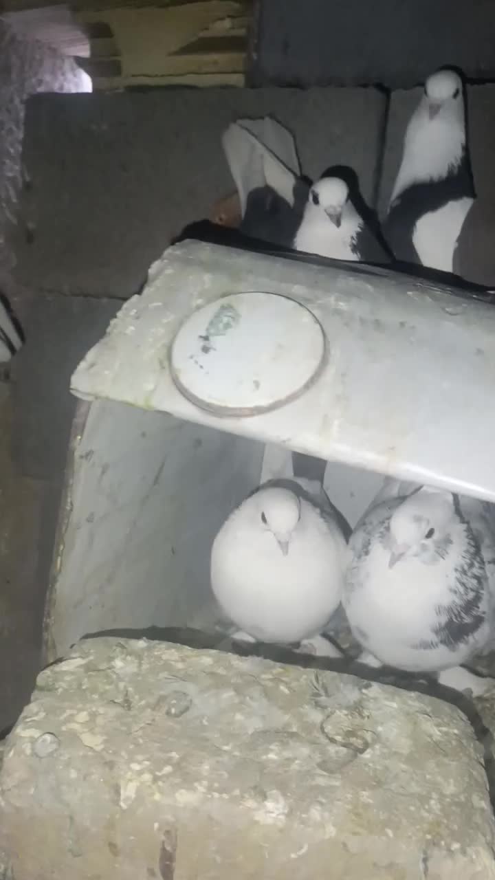 کبوتر دونه 200|پرنده|مرودشت, بیست متری بیمارستان|دیوار