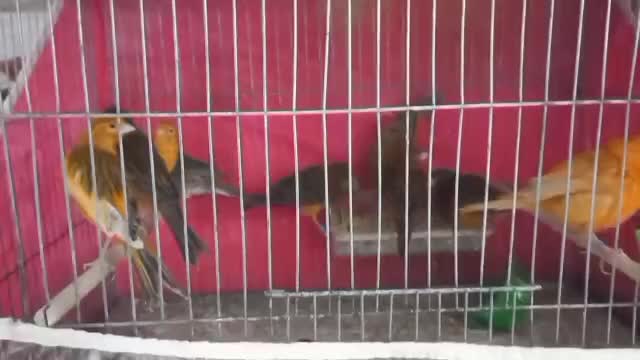 قناری|پرنده|کرمان, |دیوار