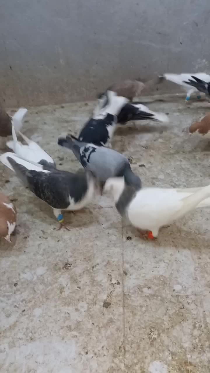 کروتر|پرنده|الوند, |دیوار