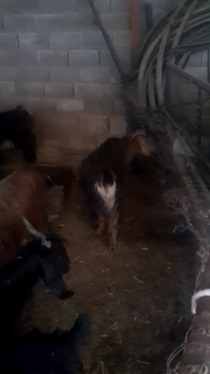 بزوبزغاله زرانگوش|حیوانات مزرعه|هندمینی, |دیوار