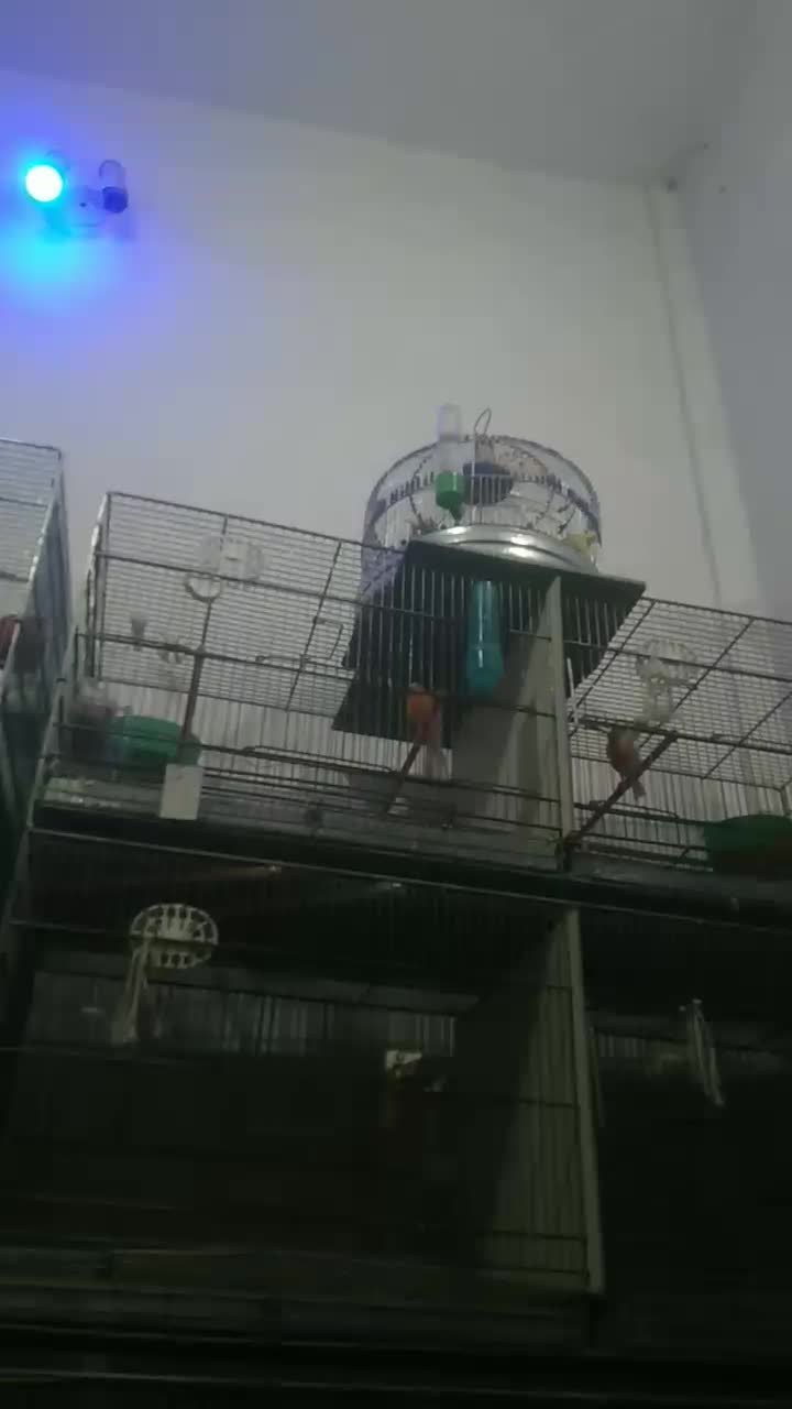 سهره خاکی دهن هزار دستان. قناری قرمز نر..جیبر نر|پرنده|اردبیل, |دیوار