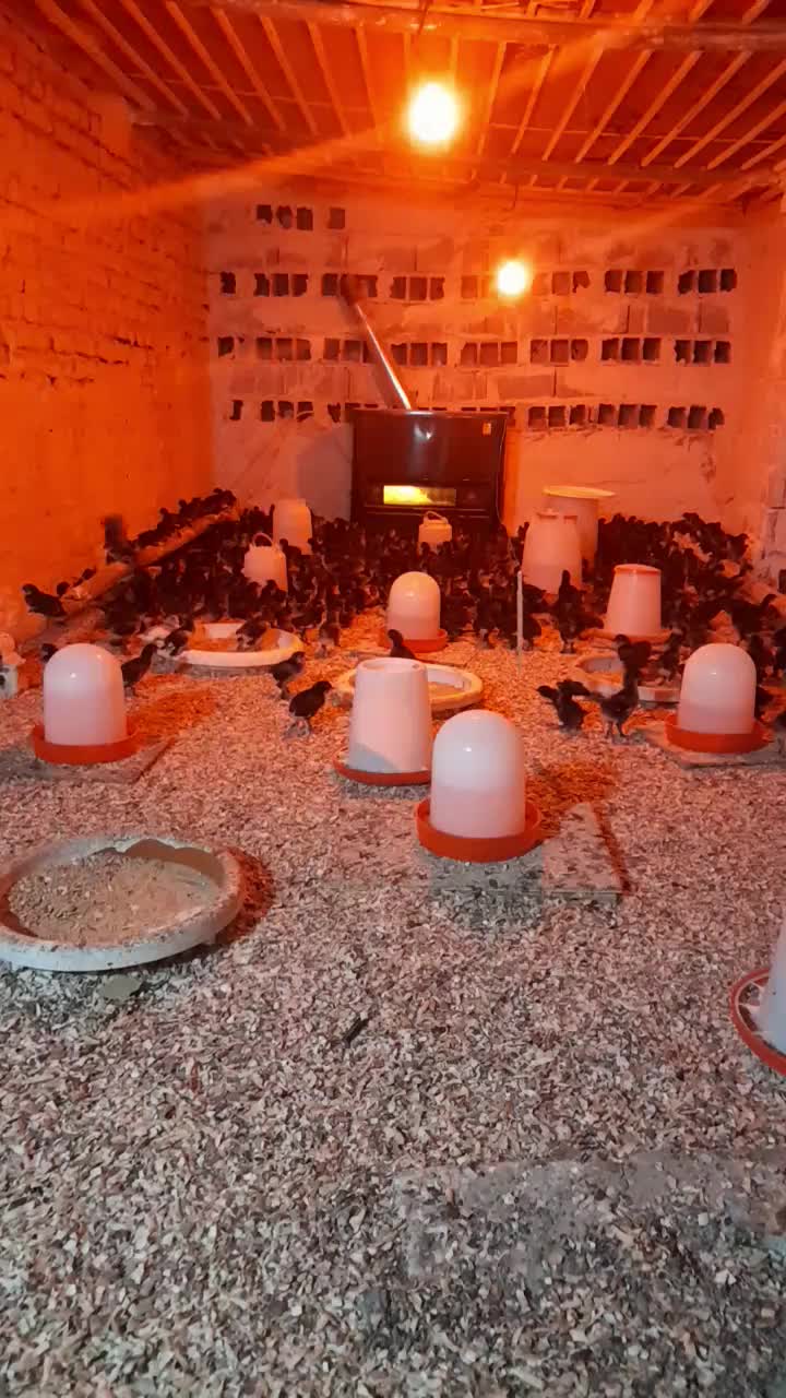 مرندی|حیوانات مزرعه|مشهد, هفت تیر (حافظ)|دیوار