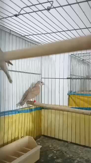 فنج گلو بریده روبان نارنجی و قرمز کارداده و مولد|پرنده|قم, نیروگاه|دیوار