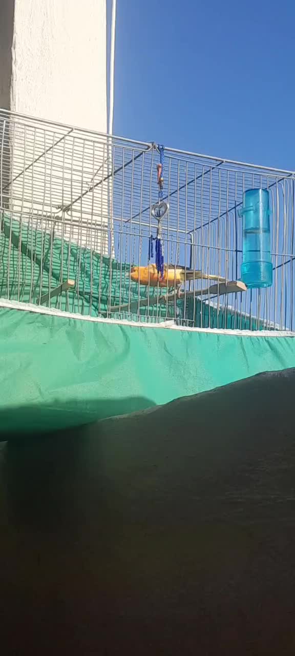 قناری مست معاوضه با قناری تک رنگ|پرنده|ازنا, |دیوار