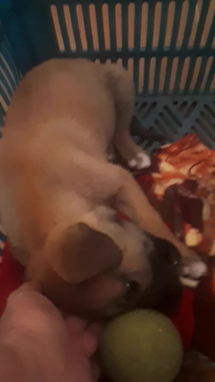 سگ اشپیتز|سگ|اصفهان, کشاورزی|دیوار