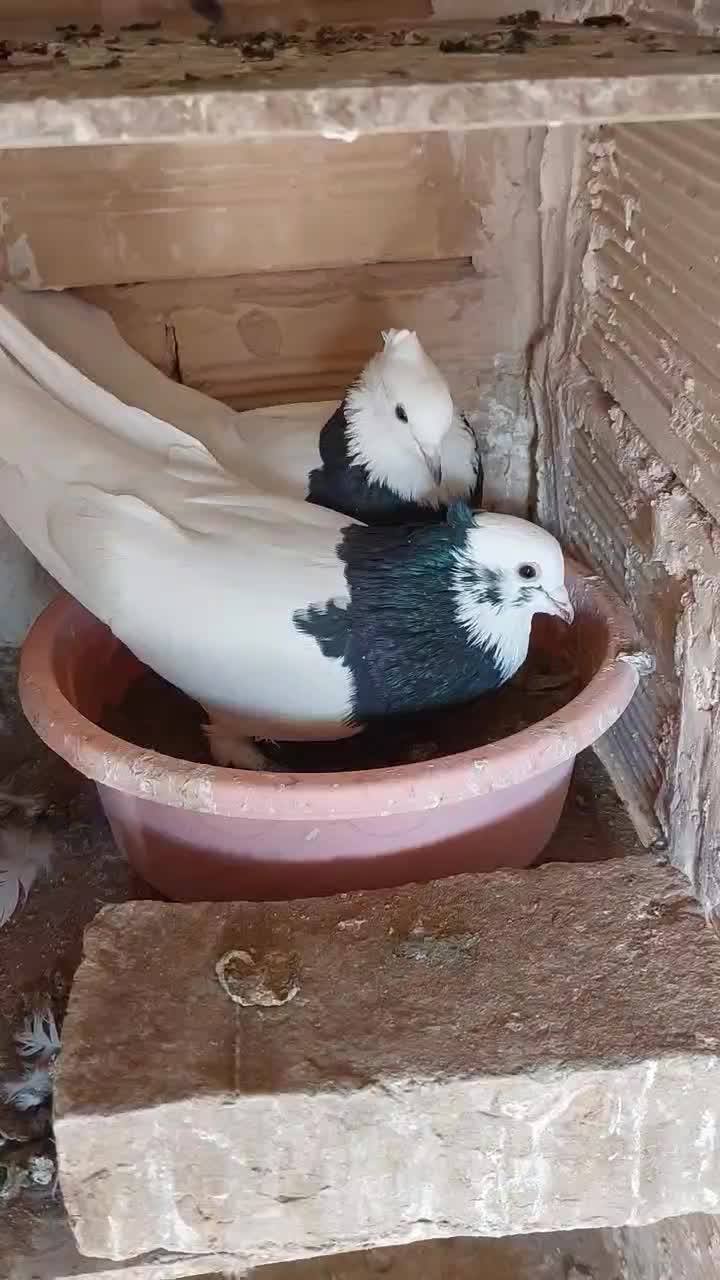 یک جفت طوقی سیاه واکسی|پرنده|سبزوار, باهنر|دیوار