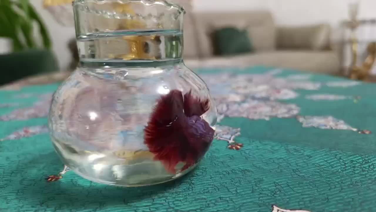 دنیای زیر آب|ماهی|نیشابور, دارایی|دیوار