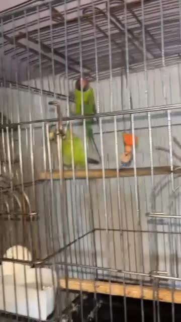 ی جفت ملنگو کله آلویی با کیفیت|پرنده|شاهینشهر, حافظ شمالی|دیوار