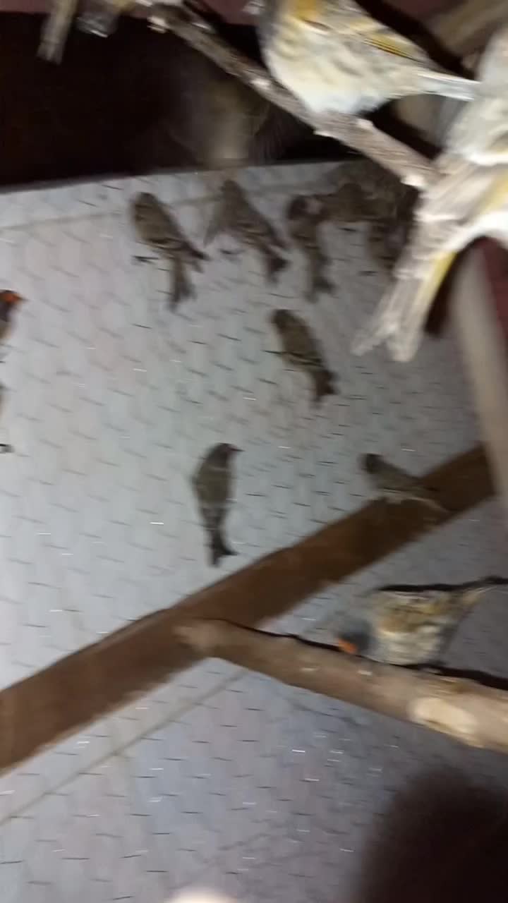 گلبسر خوشگل کشیده|پرنده|تهران, ترمینال جنوب|دیوار