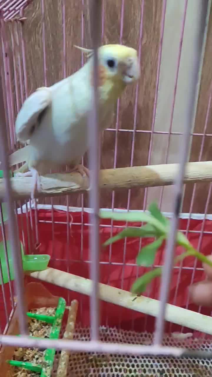 عروس هلندی|پرنده|لنده, |دیوار