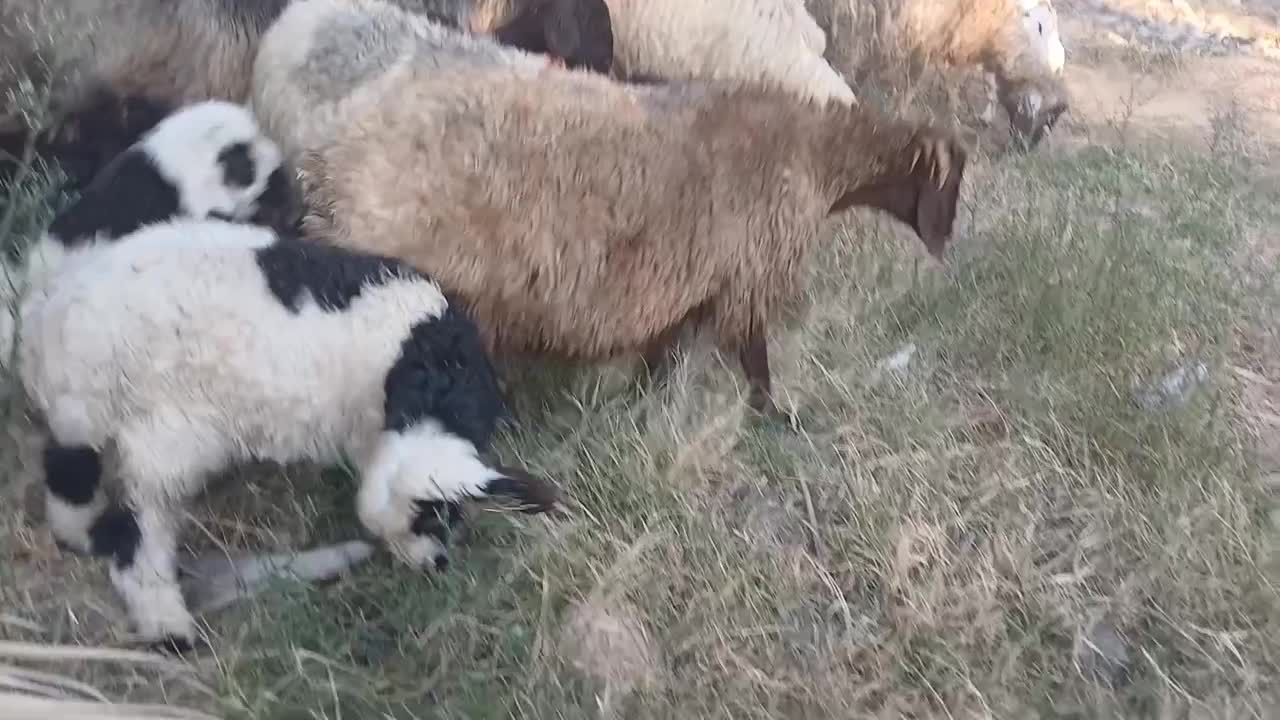 شیشک میش داشتی بره داروآبستن|حیوانات مزرعه|جره و بالاده, |دیوار