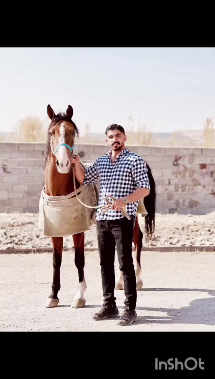 سیلمی تاراج|اسب و تجهیزات اسب‌سواری|مراغه, |دیوار