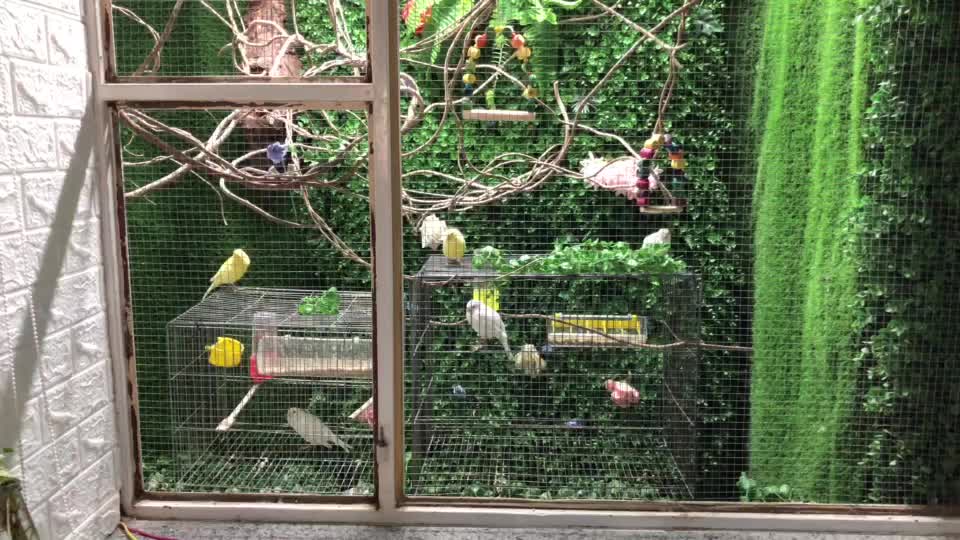 قناری|پرنده|نقده, |دیوار