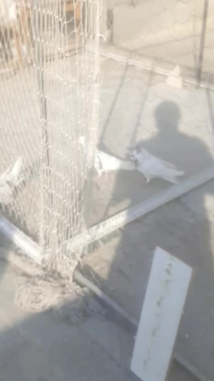 کله برنجی شمرونی نر|پرنده|تهران, گلستان (شهرک راه آهن)|دیوار