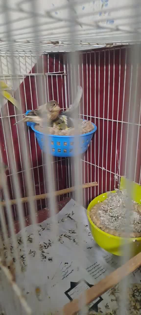 قناری جفت جیور وفر با جوجه هاشون|پرنده|مشهد, خواجه ربیع|دیوار